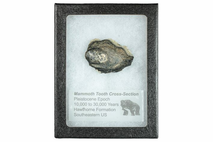 Mammoth Molar Slice With Case - South Carolina #291070